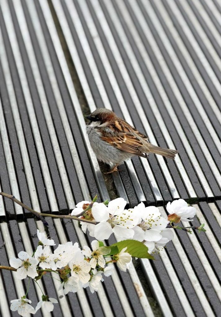    птичка Редакция Газеты