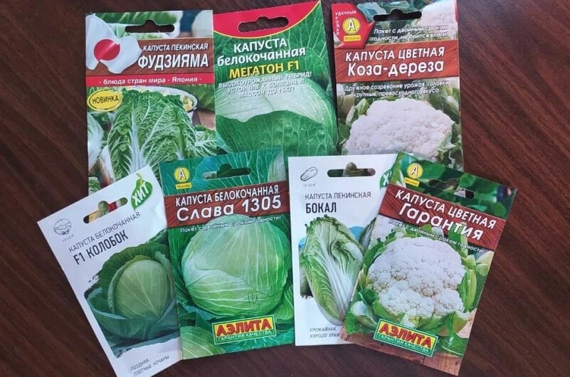 Когда сеять капусту на рассаду. Оптимальные сроки для всех видов капусты