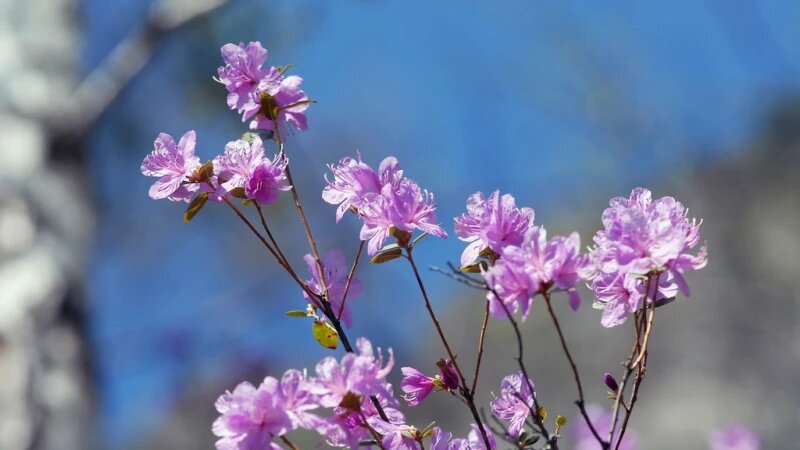     Горный Алтай. Весна. Маральник. Анна Зайкова, altapress.ru