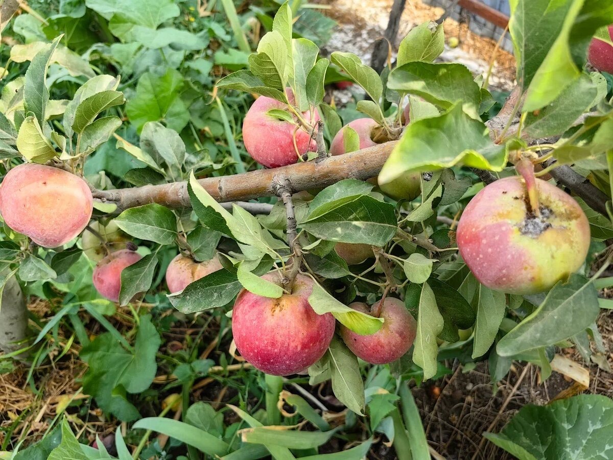 Яблоки повреждены яблонной плодожоркой. Фото Натальи Мироновой