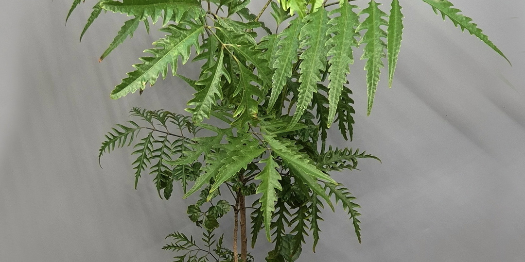 ФОДИ "Растительные сообщества"