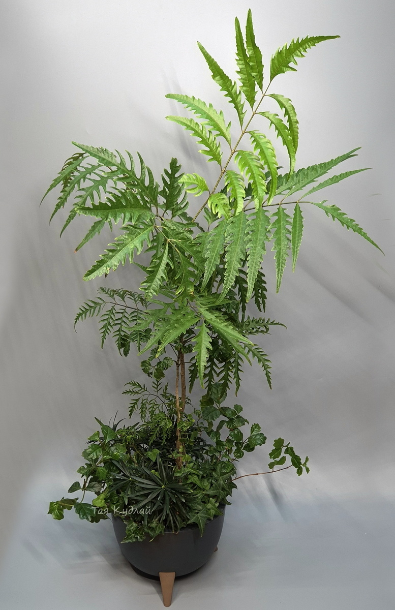 ФОДИ "Растительное сообщество". Посадка имитирует кусок леса, с пологом леса и подлеском, верхним ярусом