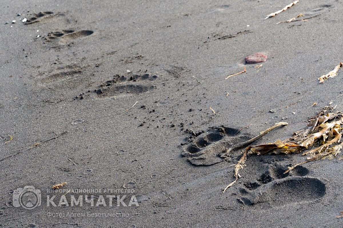 Фото Артема Безотечество / ИА «Камчатка» (архив)