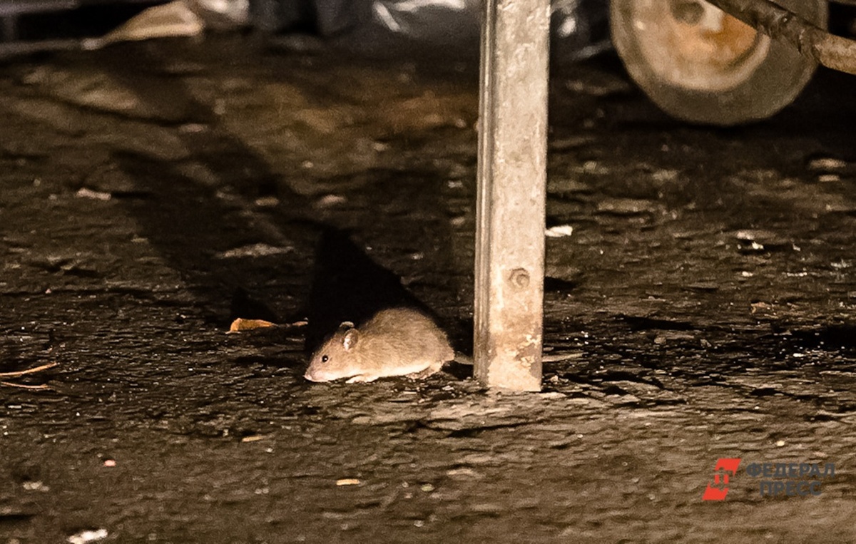 Крыса напала на ребенка на площадке.  Фото: Фото: ФедералПресс / Евгений Поторочин