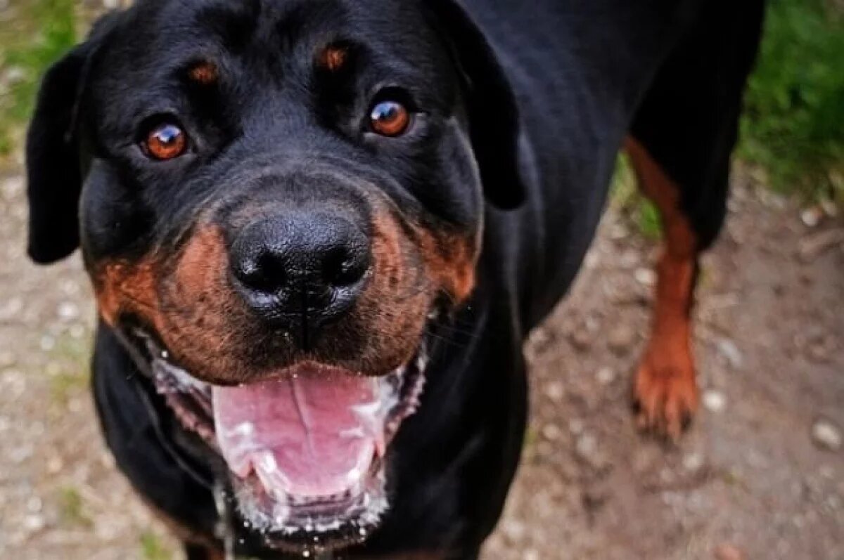    Житель Приамурья натравил ротвейлера на полицейских и поплатился свободой