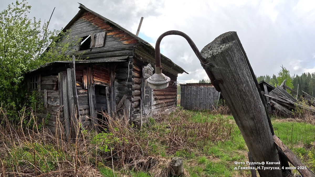 д.Гаженка, 4 июня 2025. Фото автора.   