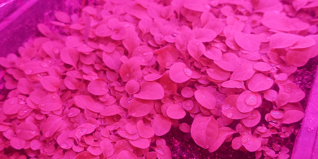 Табак. Что могло пойти не так?