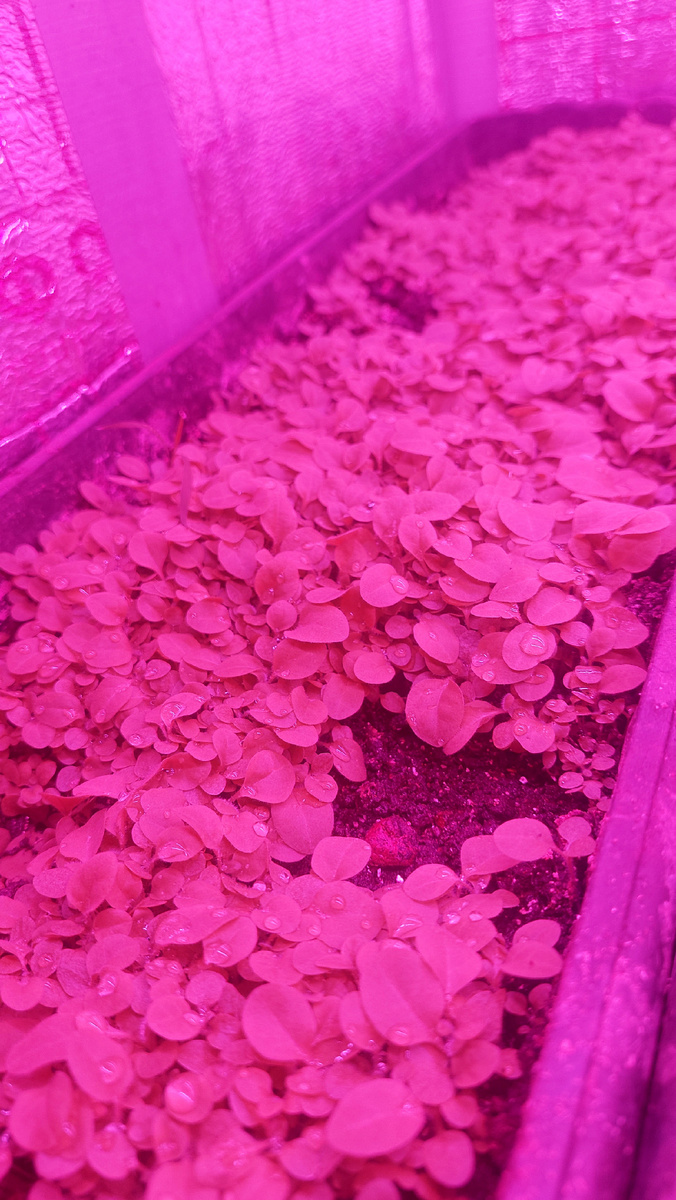 Практически идеальные всходы