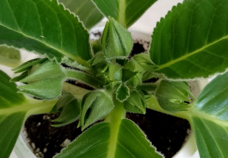 Глоксиния в период бутонизации: правильный уход - полив и подкормки