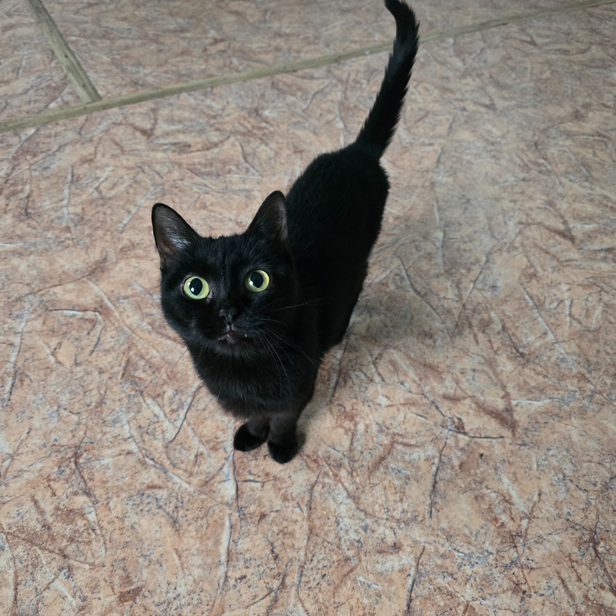 желтые глаза Тучки полные тайных планов