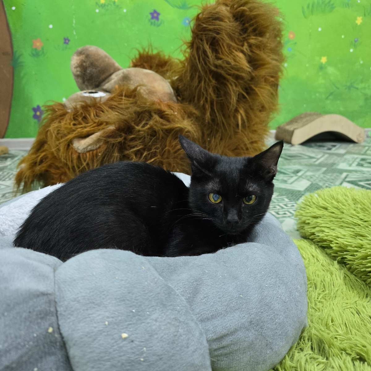 штаб заговорщиков среди плюшевых союзников. главный оратор - Маффи