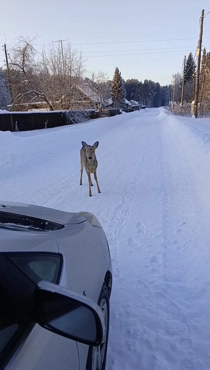 Спасаясь от опасности или в поисках еды косули выходят в населенные пункты и таких случаев все больше.