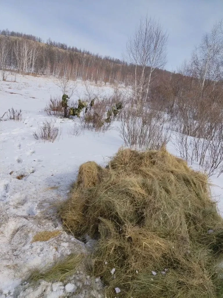 Летом инспекторы заготавливают сено, а зимой раскладывают его в полях.