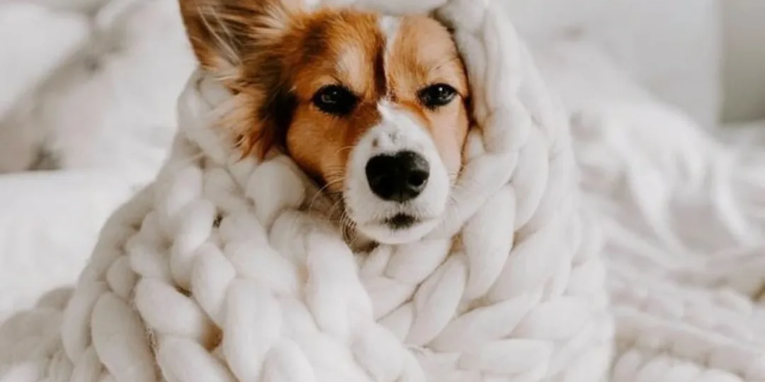 Кто у собаки самый слабый в семье?