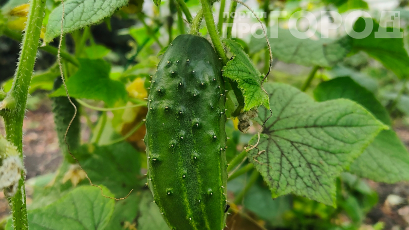    Фото: ПроГород