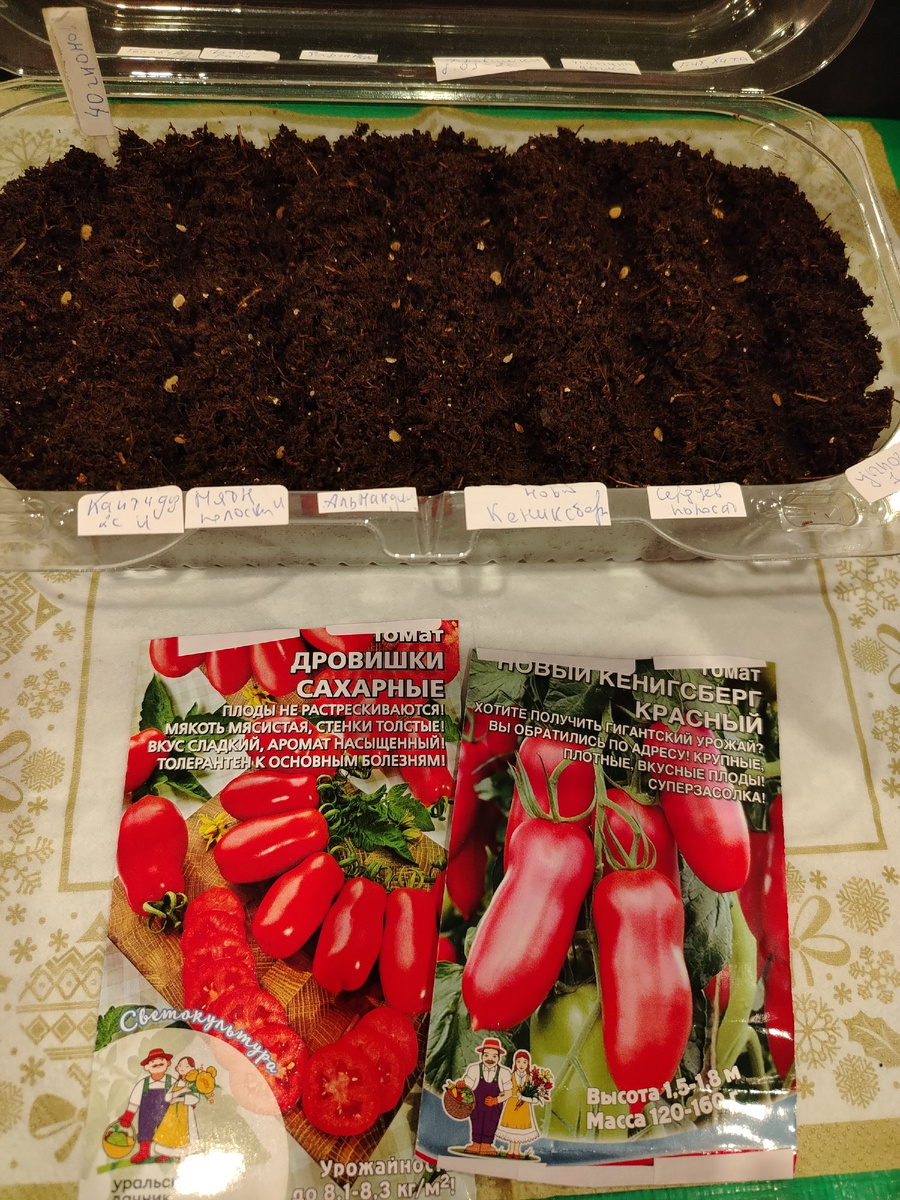 В плошки 12 сортов томатов/фото автора статьи 