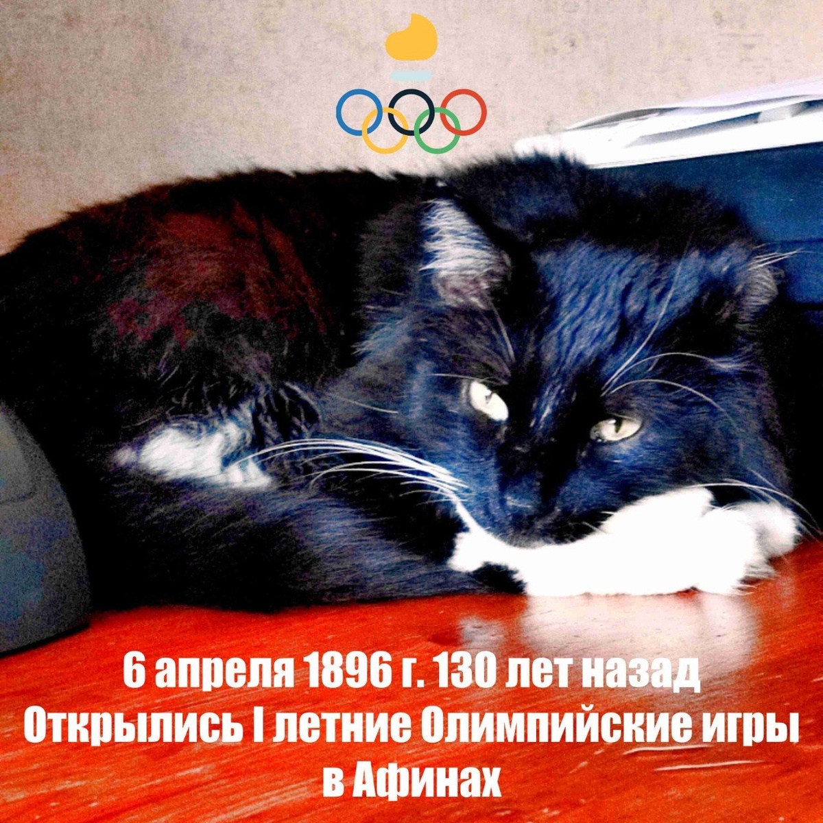 🐾 Комментарий Котейки Которого Не Пустили В Евросоюз, потому что он черный: