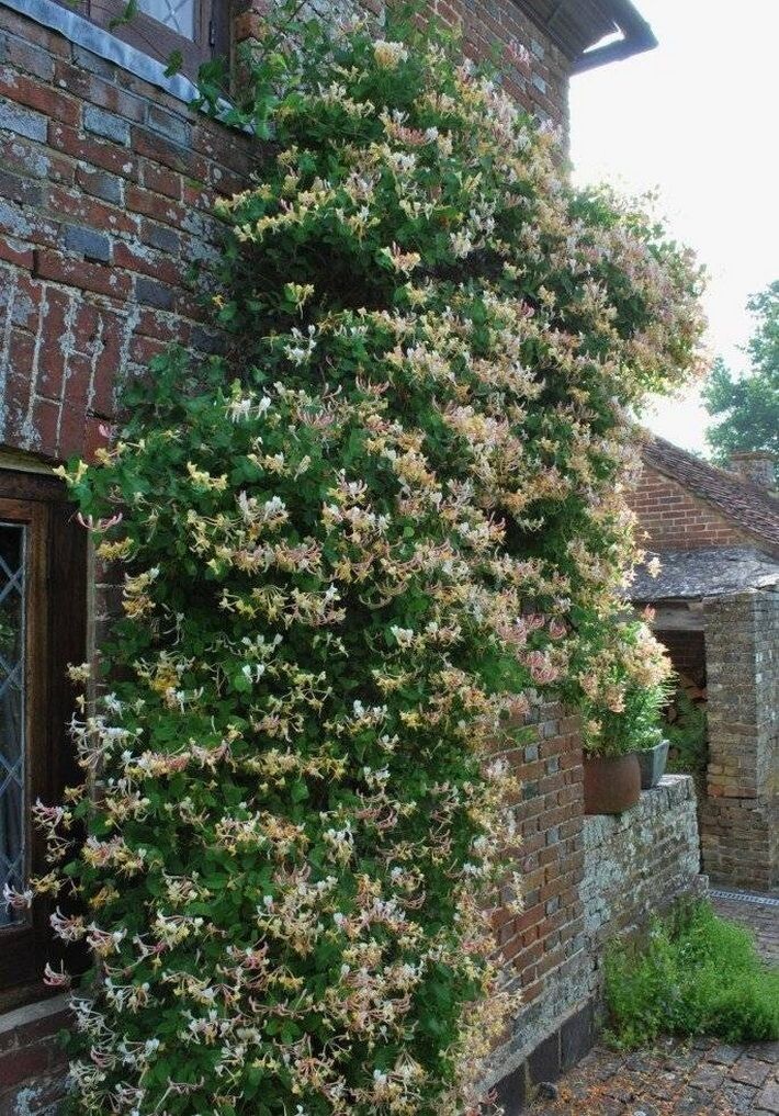 Вертикальное озеленение каприфолью. Фото из открытых источников интернета