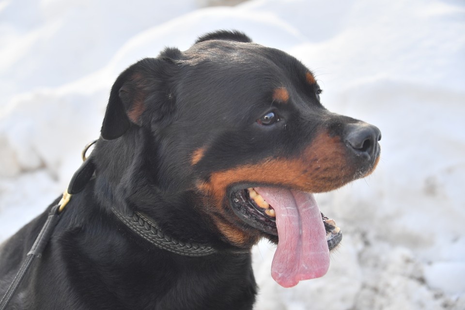    Пес несколько раз укусил сотрудника полиции Владимир ВЕЛЕНГУРИН