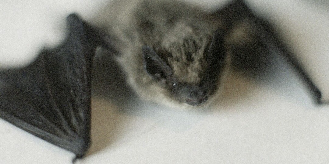 Биолог рассказал, почему летучие мыши залетают в квартиру