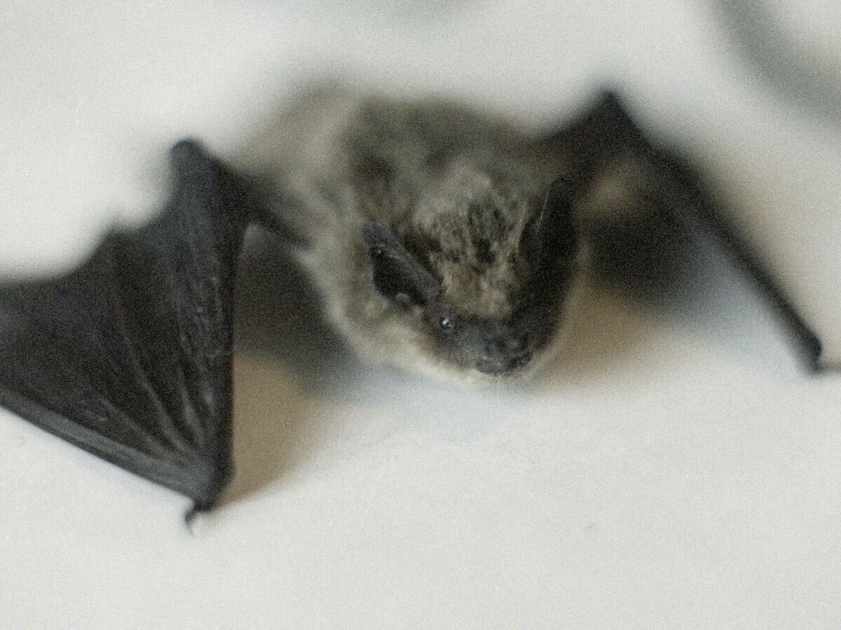    Летучая мышь | © РИА Новости / Вячеслав Бобков