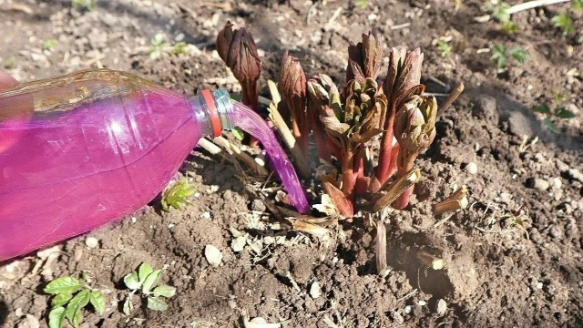 Чем подкормить пионы весной для пышного цветения