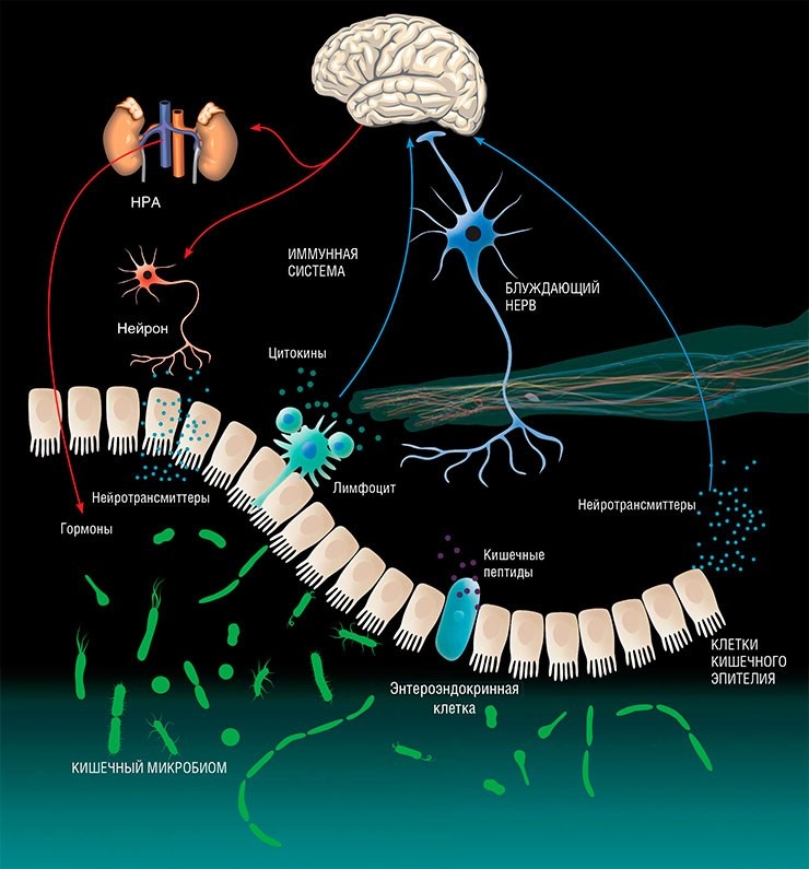 Ось «кишечник–мозг» описывает двустороннее взаимодействие между кишечной микробиотой и центральной нервной системой, включающее эндокринную, иммунную и нервную регуляцию. Эта ось содержит: лимфоциты, зондирующие кишечник и продуцирующие белки-цитокины, действующие на нервную систему; блуждающий нерв, окончания которого могут быть активированы пептидами, производимыми клетками кишечного эпителия; нейротрансмиттеры или их предшественники, выделяемые бактериями, которые могут воздействовать на клетки кишечного эпителия; кортикостероиды, синтезируемые в результате активации гипоталамо-гипофизарно-адреналовой системы (HPA), способные воздействовать на состав микробиоты кишечника; классические нейротрансмиттеры, высвобождающиеся в результате нейрональной активации, которые могут напрямую влиять на микробиоту кишечника. По: 
(Montiel-Castro et al., 2013); (Власов и др., 2022)