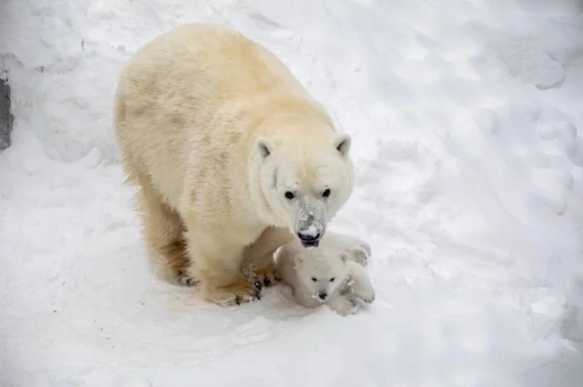    В Новосибирске выбирают имя для маленького медвежонка из зоопарка