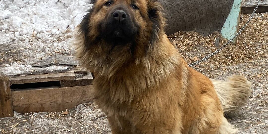 Почему приюты должны населению?