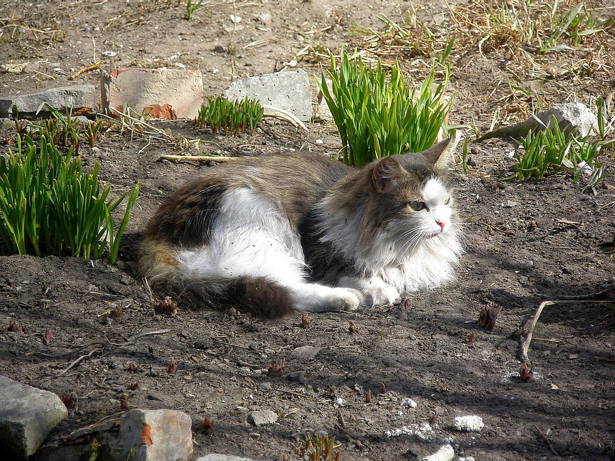Фото: Городской котик на солнышке
