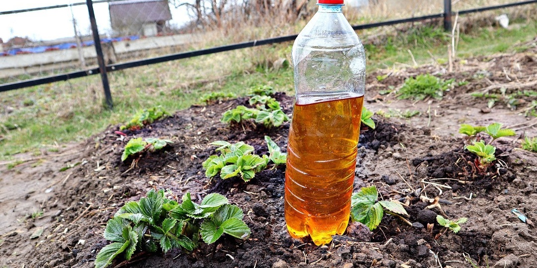 Йод - главный секрет большого урожая клубники! Внесите так весной в апреле - мае.