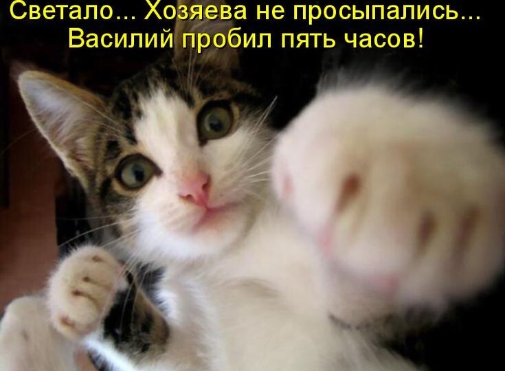 Котомемы для отличного настроения