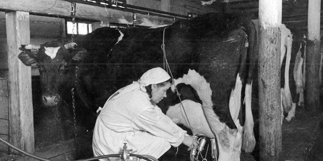 Не будешь учиться — пойдёшь коровам хвосты крутить