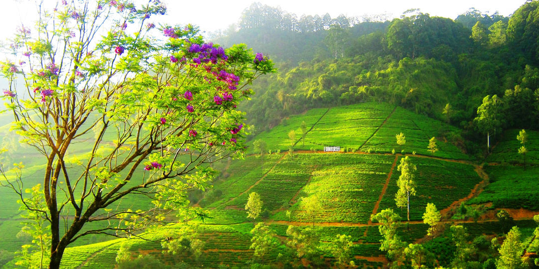 Экзотические фрукты-овощи гор Шри-Ланки