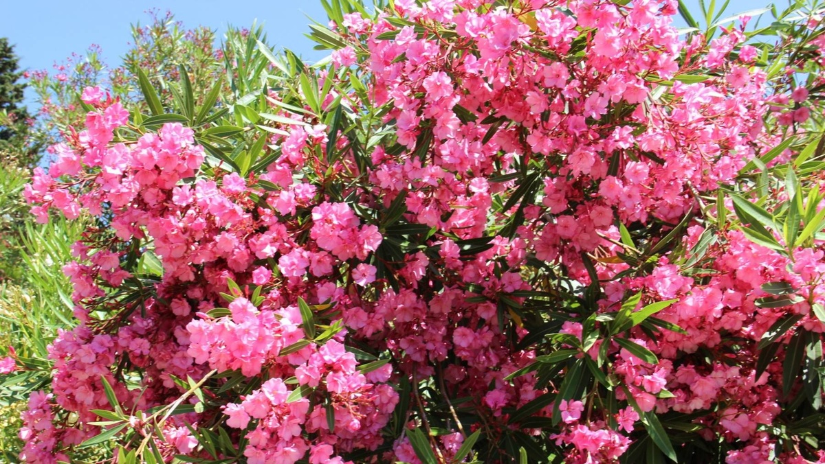 ОЛЕАНДР (Nerium oleander) - самый ядовитый в нашем ТОПе.