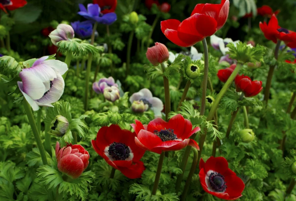 Анемона корончатая