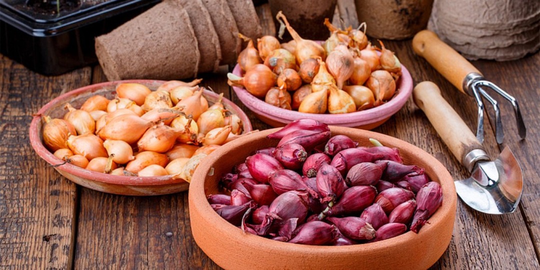 Лук не пойдет в стрелку: правила, которые спасут урожай