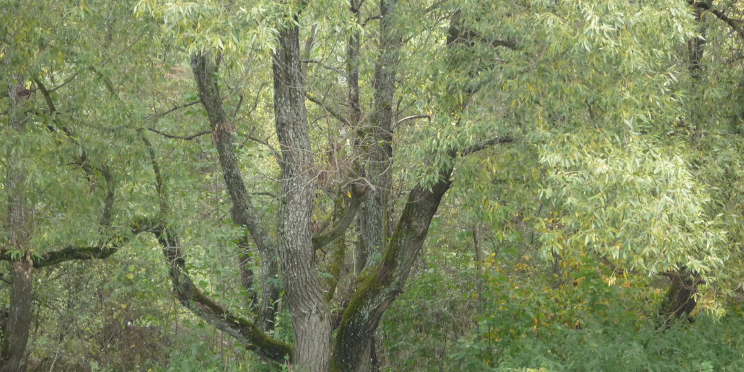 ЛЕДИ МАКБЕТ ИЗ НАШЕГО ПОСЕЛКА