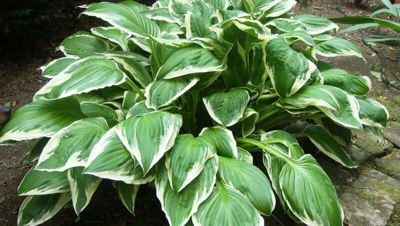    Топ-10 шикарных и абсолютно неприхотливых растений для дачи: рай для ленивого садовода Фото: commons.wikimedia.org