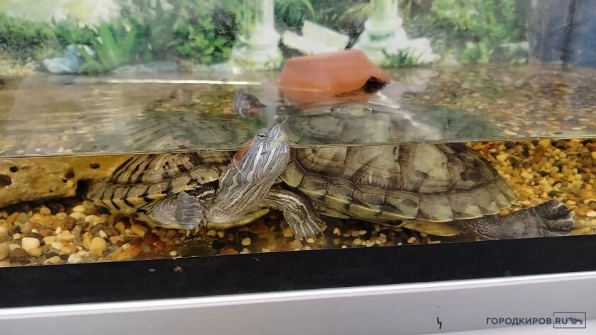    ПроГород Киров