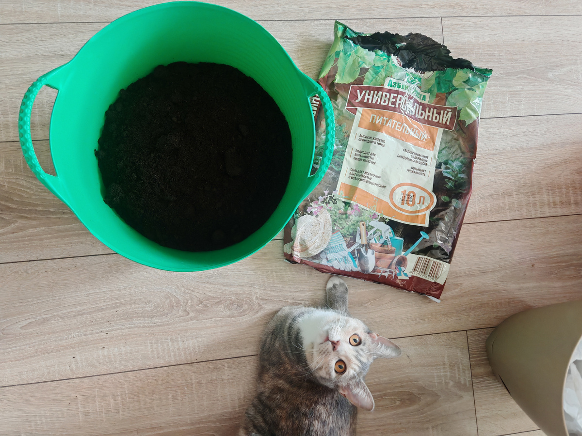 Куда же без помощницы. 