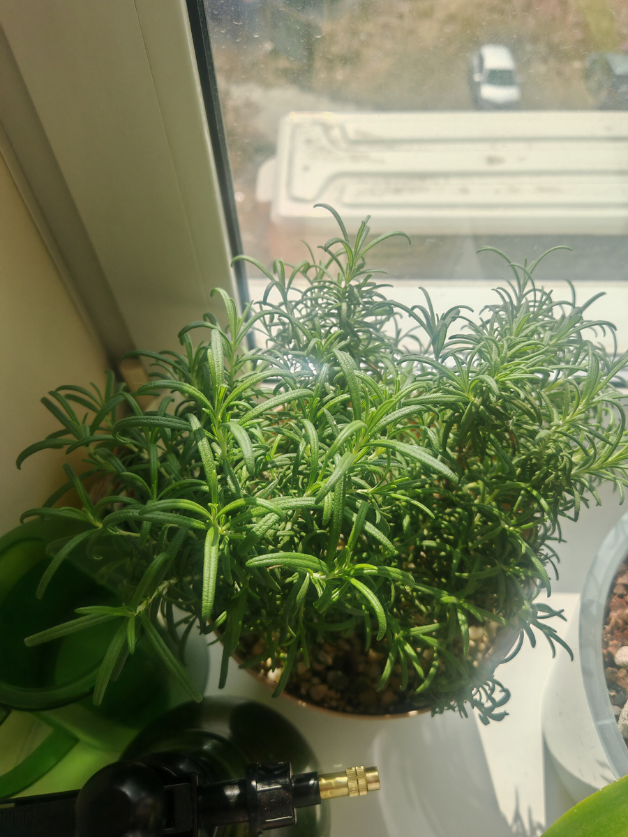 Результат через масяц после пересадки в свой грунт. 