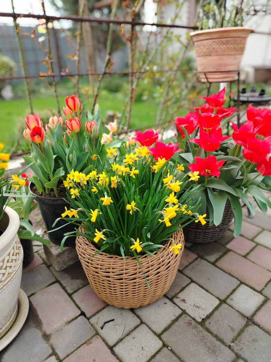 А вот нарцисс Jetfire молодцом. Тоже второгодник. 