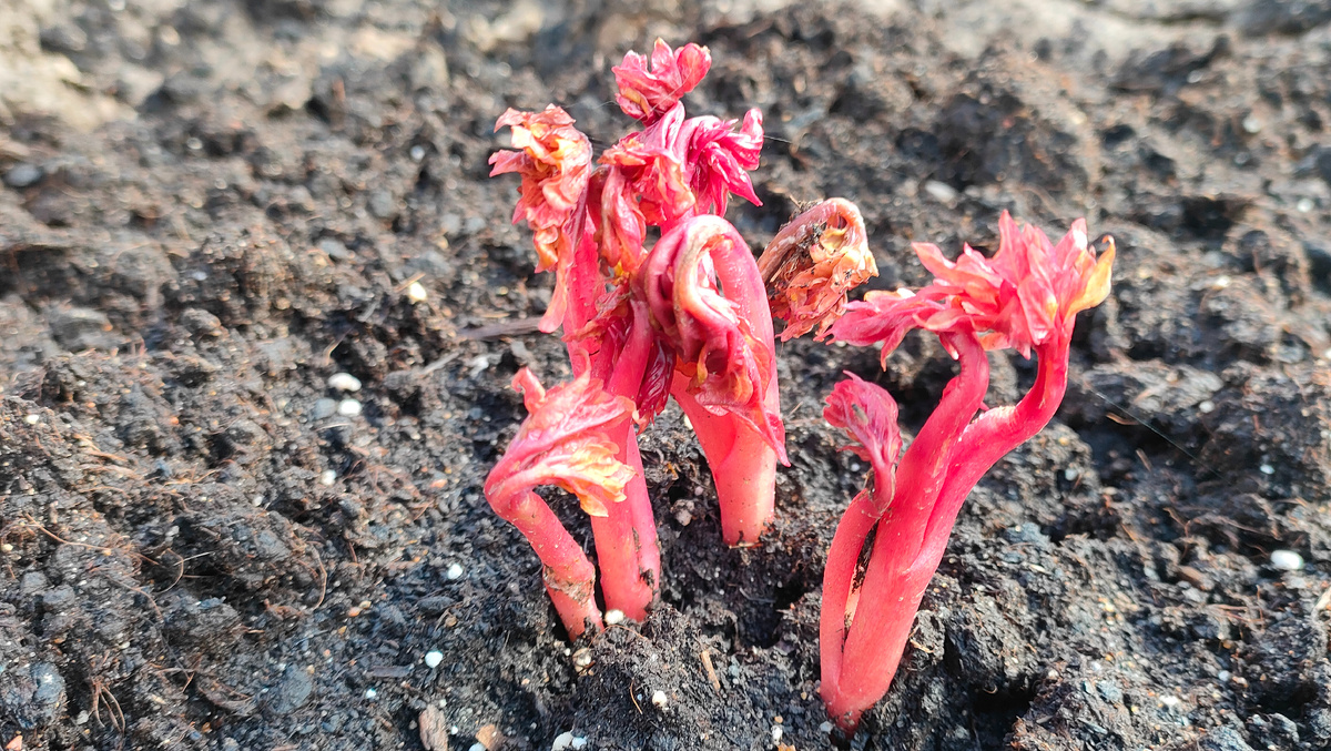 05.04.26 ИТО-пион Лав Аффэар