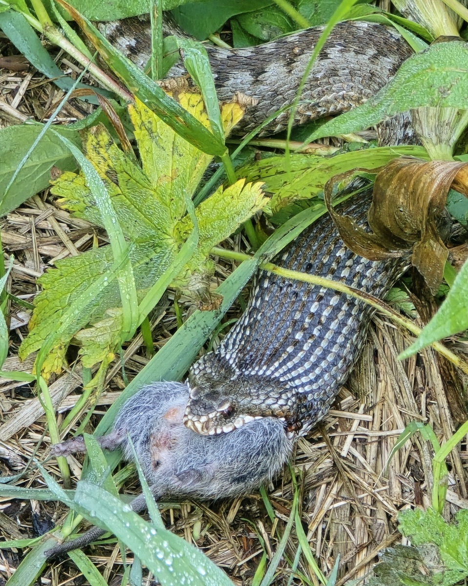 Первая встреча с гадюкой