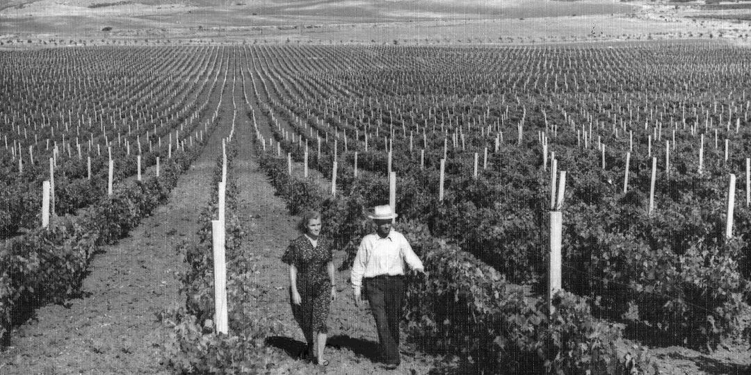 Виноградники, которых больше нет