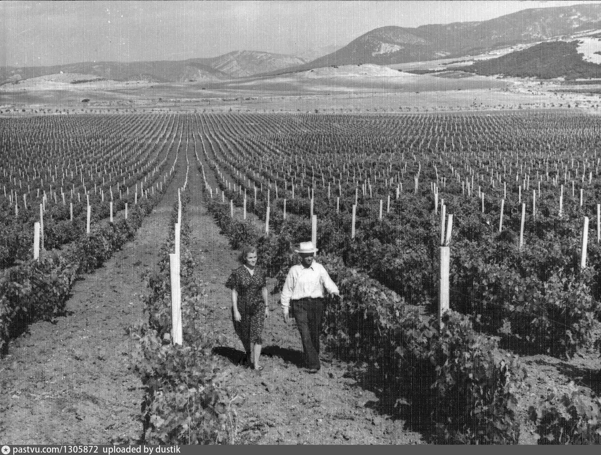 1955—1960 Виноградники с/х "Золотая Балка, Крым