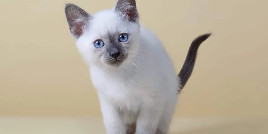 Реакция индивидуальной чувствительности - что это?