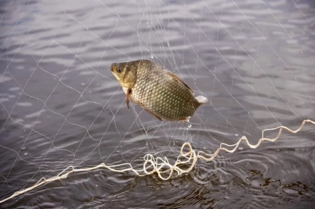    В Новосибирской области планируют вырастить около 6 тысяч тонн рыбы