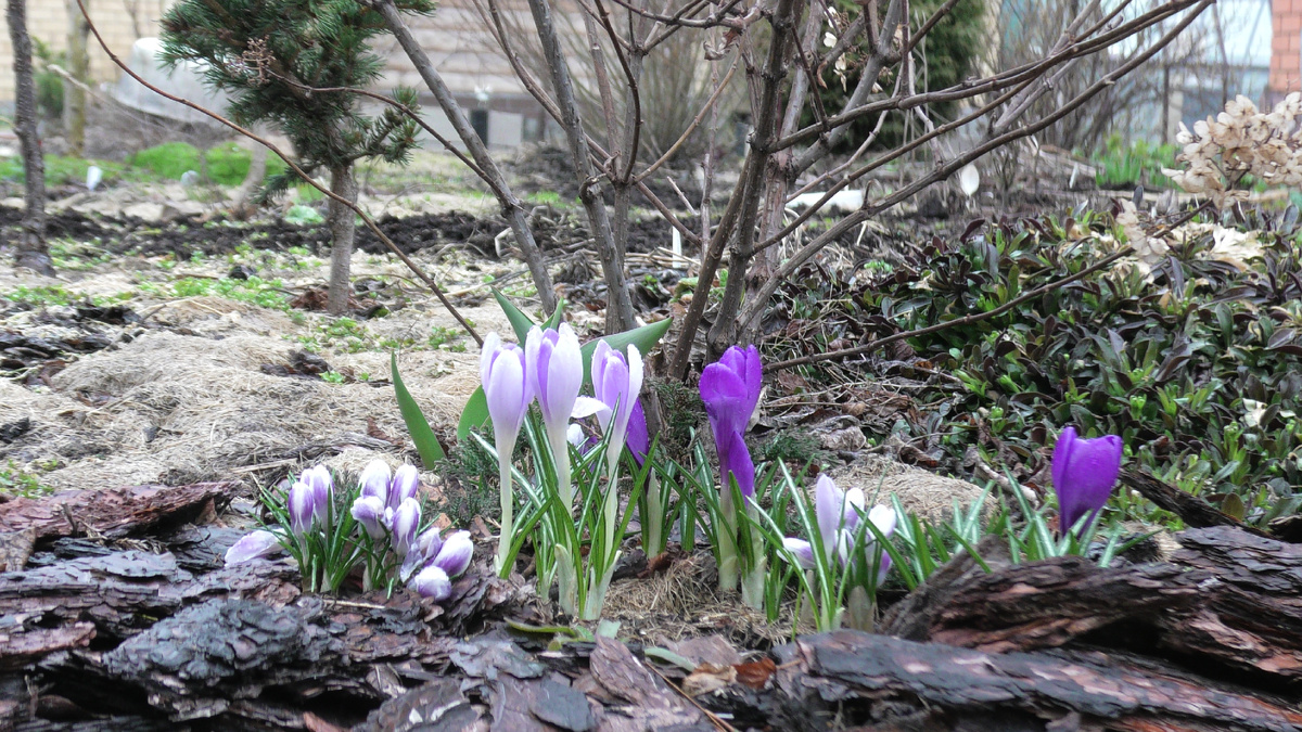 Крокусы